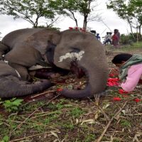 245 elephants died in last three years in Odisha
