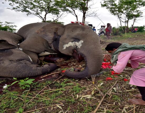 245 elephants died in last three years in Odisha
