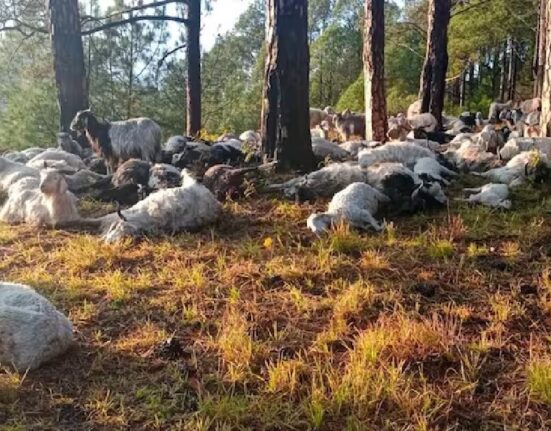 Uttarakhand, Uttarkashi, Khattu Khal forests, sheep goats killed in lightening, बिजली गिरने से बकरियों की मौत, उत्तराखंड, उत्तरकाशी, खट्टू खाल के जंगल, बिजली गिरने से भेड़-बकरियों की मौत, बिजली गिरने से मौत, बकरियों की मौत, Uttarakhand News, Uttarkashi News, उत्तराखंड न्‍यूज, उत्तरकाशी न्‍यूज
